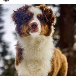 Roo - Australian Shepherd