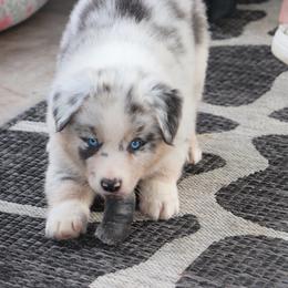 Dilute BMM1 - Prissy x Sloan - Blue merle male Miniature Australian Shepherd puppy in Goliad, Texas from Sassy Lil Aussies and Diamond W Poodles