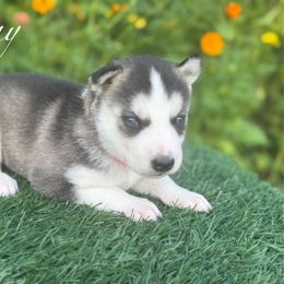 Sunny - Gray and white female Siberian Husky puppy in Gardner, Kansas from Husky Love and Pups