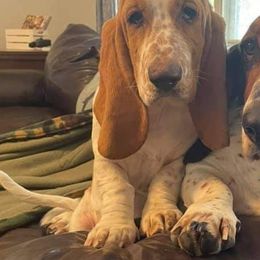Basset Hound Puppies from Redbud Ranch Basset Hounds