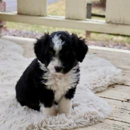 Topaz - Black tri-color male Aussiedoodle puppy in Columbia Falls, Montana from Firefly Aussies & Aussiedoodles