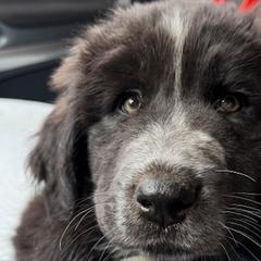 Karakachans from Bloomin' Acres