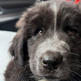 Karakachans from Bloomin' Acres