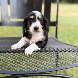 Betsy - Piebald female Dachshund puppy in Troup, Texas from Darling Doxies