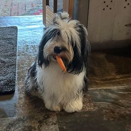Lucky - Tibetan Terrier