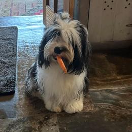 Lucky - Tibetan Terrier