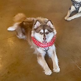 Emma - Pomsky