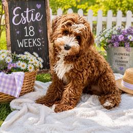 Estie - Goldendoodle