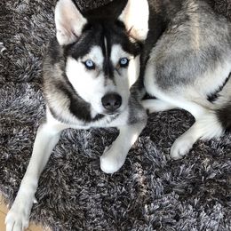 Siberian Husky All Grown Up from Heather Martens