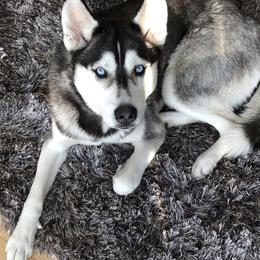 Siberian Husky All Grown Up from Heather Martens