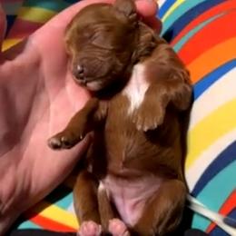 Girl 4 - Blenheim female Cavapoo puppy in Vancouver, Washington from Doo a Little Doodle
