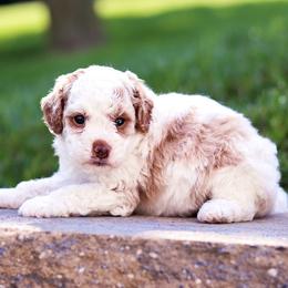 Penny F2b - Blenheim female Cavapoo puppy in Atglen, Pennsylvania from Smokey Hollow Puppies