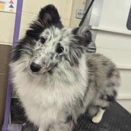 Shetland Sheepdog puppies from Alinost