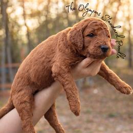 Cabernet - Red  male Poodle puppy in Spring Hills, Florida from The Olympus Standard Poodle
