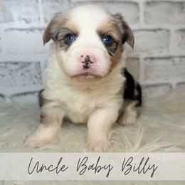 Uncle baby Billy - Blue merle and white male American Corgi puppy in Greenwood, Indiana from Witch Creek Corgis