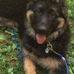 German Shepherds from Mary Clare's Lair