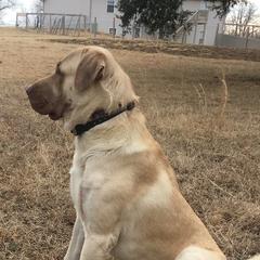 Anatolian Shepherd Dogs from Pea Ridge Anatolians