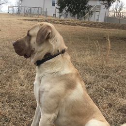 Anatolian Shepherd Dogs from Pea Ridge Anatolians