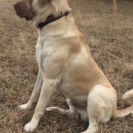 Anatolian Shepherd Dogs from Pea Ridge Anatolians