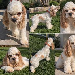 Uno - Cocker Spaniel