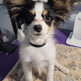 Puppy 2 (Jaqen) - White black and tan Papillon puppy in Little Rock, Arkansas from Fabulis Toys (Chinese Crested, Papillons, Chihuahuas)