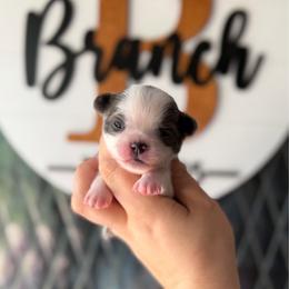 Peanut - Blue and white male Chihuahua puppy in Harrison, Michigan from Cloud9 Chihuahuas