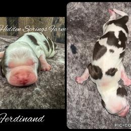 Ferninand - Liver white and tan male English Springer Spaniel puppy in Winchester, Kentucky from Hidden Springs Farm