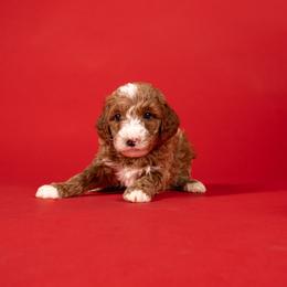 Kevin - Cream male Goldendoodle puppy in Payson, Utah from Country Sky Doodles