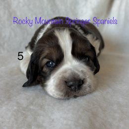 5 - Liver white and tan male English Springer Spaniel puppy in Cheyenne, Wyoming from Rocky Mountain Springer Spaniels
