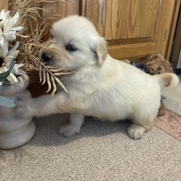 Arnie - Light golden male Golden Retriever puppy in Grant County, Indiana from On The Sunny Side Pavey Farms