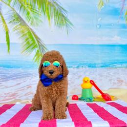 Sophie's Blue Boy - Red  male Goldendoodle puppy in Kountze, Texas from Texas Doodles LLC