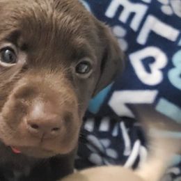 Dilute Retrievers from Carter Labradors