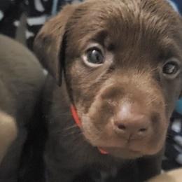 Dilute Retrievers from Carter Labradors