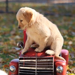 Charlotte - Light golden female Golden Retriever puppy in Great Falls, Montana from VS Golden Fields