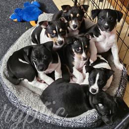 Rat Terrier Puppies from Cryptic Rat Terriers