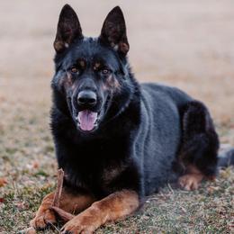 Ace - German Shepherd