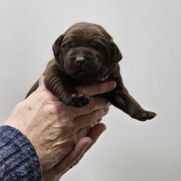 Solstice - Red Collar - Chocolate male Labrador Retriever puppy in Boyd, Minnesota from Lindley Labradors