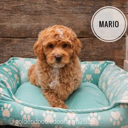 Mario - Apricot male Golden Aussiedoodle puppy in Hyrum, Utah from Goldendoodledoo Farms