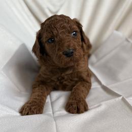 Amora - Red  female Poodle puppy in Mount Vernon, Illinois from AMC Poodles