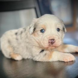 Juliet - Blue merle female Miniature Australian Shepherd puppy in St.James, Missouri from Vineyard Ridge Mini Aussies