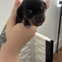 Dachshund Puppies from Mavericks Mini Dachshunds