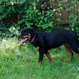 White girl - Black and mahogany female Rottweiler puppy in Louisa, Virginia from Vom Heldenhaft Rottweilers