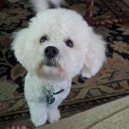 Rolf - Bichon Frise