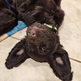 Boykin Spaniel puppies from Texas Red River Boykin Spaniels