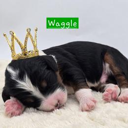 Waggle - Tri-color male Bernedoodle puppy in Neillsville, Wisconsin from Granton Creek