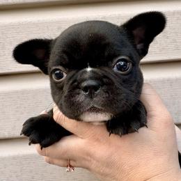 Nebula - Black and white female French Bulldog puppy in Greenfield, Missouri from Hope Mountain French Bulldogs