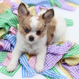 Duncan. R. blue eye - Merle male Chihuahua puppy in Tulsa, Oklahoma from H-3 Chihuahuas