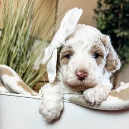 Crema (White Girl) - Blenheim female Cavapoo puppy in Pleasant Grove, Utah from Destination Doodles