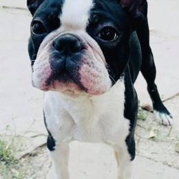 Boston Terriers and French Bulldogs from LEB