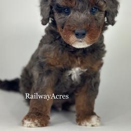 Kody-Petite - Merle male Goldendoodle puppy in Milford, Indiana from Railway Acres Kennel